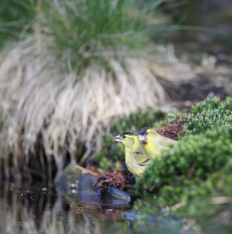 欧亚Siskin (Carduelis spinus)雄饮